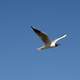 Arctic Tern flying in the air