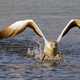 Australian Gannet taking flight from water