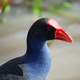 Australian Purple Swamphen - Porphyrio melanotus