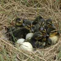 Baby ducklings in a nest