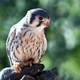 Baby Falcon perched on hands