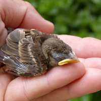 Baby Sparrow being held in hand