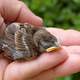 Baby Sparrow being held in hand