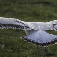 Backside of a seagull