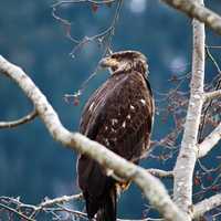 Bald eagle subadult