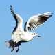 Baltic Seagull in Flight