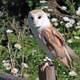 Barn Owl - Tyto alba