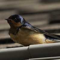 Barn Swallow on the roof