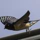 Barn Swallow taking off - Hirundo rustica
