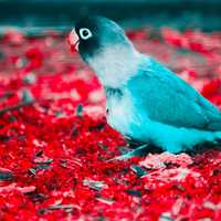 Bird in the middle of red flowers
