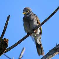 Bird perched on a high branch