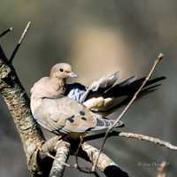 Bird perched on some tree branches