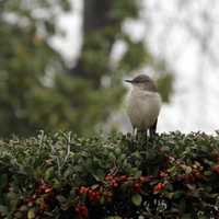 Bird Sitting on tree