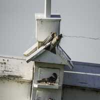 Bird taking off from a birdhouse