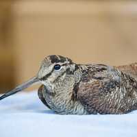 Bird with Really Long Beak