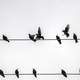 Birds Flying and Perched on the wires