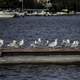Birds on a lake dock, seagulls
