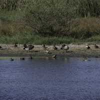 Birds on the other side of the shore