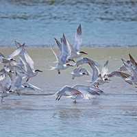 Birds taking off in flight from the beach