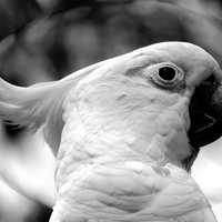 Black and white photo of Cockatiel
