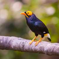 Black and Yellow bird on a branch