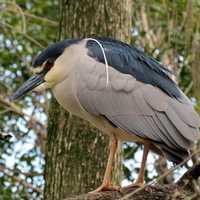 Black Crowned Night Heron Close-up