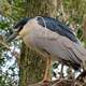 Black Crowned Night Heron Close-up