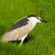 Black Crowned Night Heron in the grass