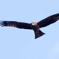 Black Kite Soaring in the sky - Milvus migrans