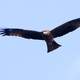 Black Kite Soaring in the sky - Milvus migrans