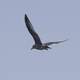 Black Seagull in flight
