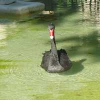 Black Swan