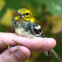 Black-throated Green Warbler being held