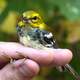 Black-throated Green Warbler being held