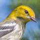 Black Throated Green Warbler portrait