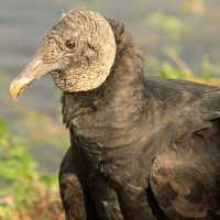 Black Vulture