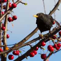 Blackbird in Tree