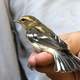 Blackburnian Warbler on hand