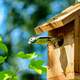 Blue Bird outside a birdhouse