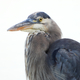 Blue Heron close-up