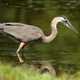 Blue Heron hunting and stalking