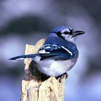 Blue Jay Sitting on a tree branch - Cyanocitta cristata