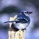 Blue Jay Sitting on a tree branch - Cyanocitta cristata