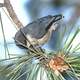 Blue Pygmy Nuthatch(Sitta pygmaea) sitting on a pine branch