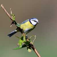 Blue Tit waiting to take off