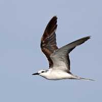 Bridled Tern - Onychoprion anaethetus in flight