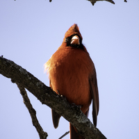 Northern Cardinal Male