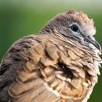 Brown Bird Closeup