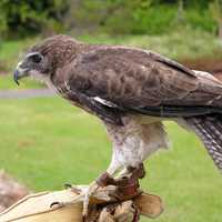 Brown Falcon on hand