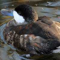 Brownish Duck